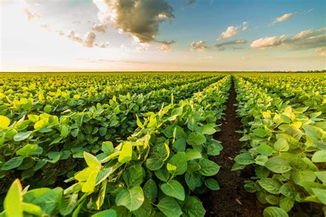 Soybean Meal - A Sustainable Solution for Crop Improvement