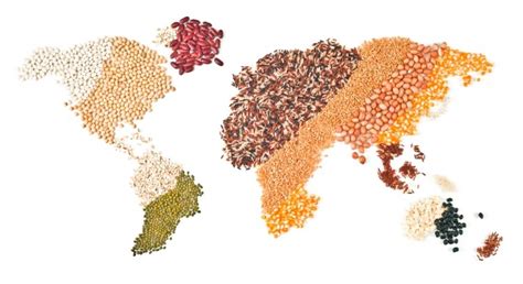 Soymeal: A Comprehensive Guide to its Production, Benefits, and Global Impacts