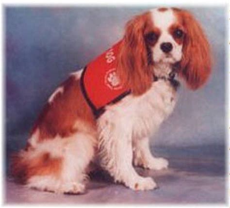 Spaniels: The Aristocratic Companions