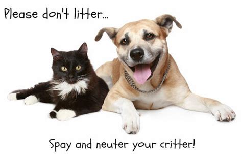 Spay Me Clinic Madison WI: Comprehensive Guide to Pet Sterilization