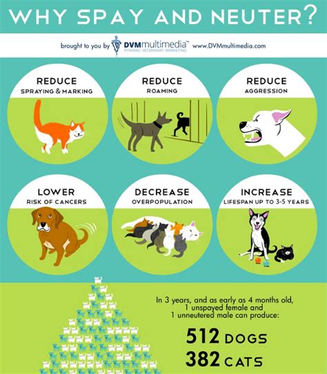 Spay Your Female Dog Today: 10,000 Reasons Why