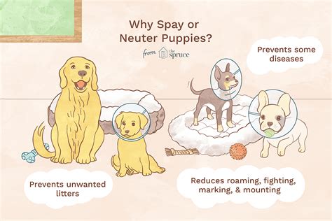 Spay and Neuter: A Comprehensive Guide to Animal Welfare and Population Control