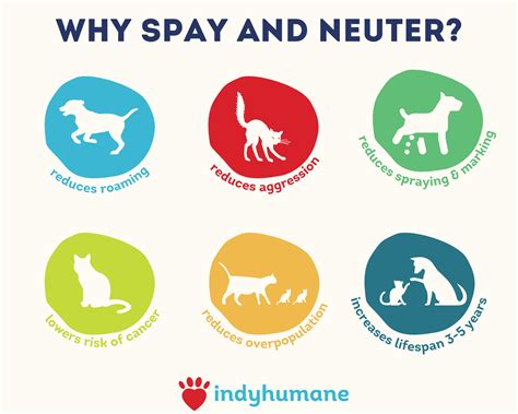 Spay and Neuter: The Importance