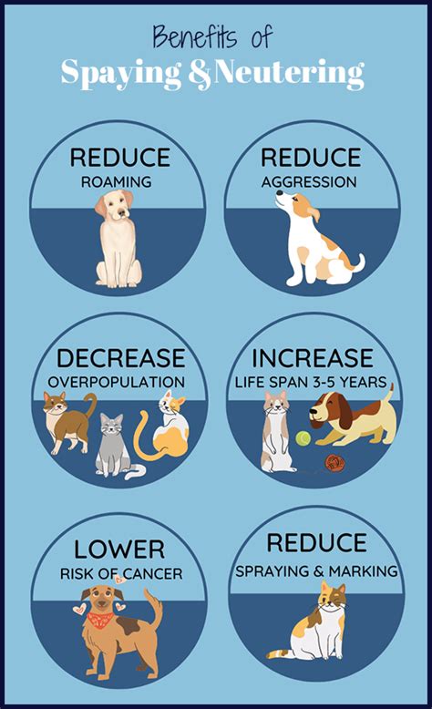 Spay and Neuter KC: 5 Key Facts to Enhance Your Pet's Well-being