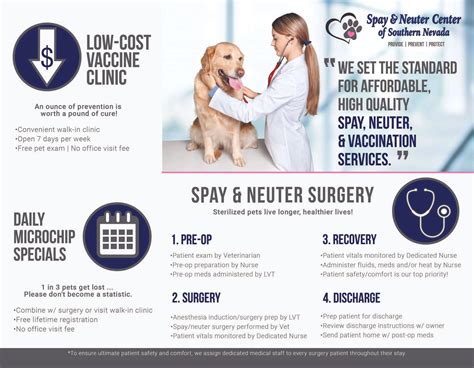 Spay or Neuter Near Me: A Comprehensive Guide to Pet Sterilization