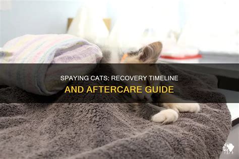 Spaying Cats for Free: A Guide to Resources