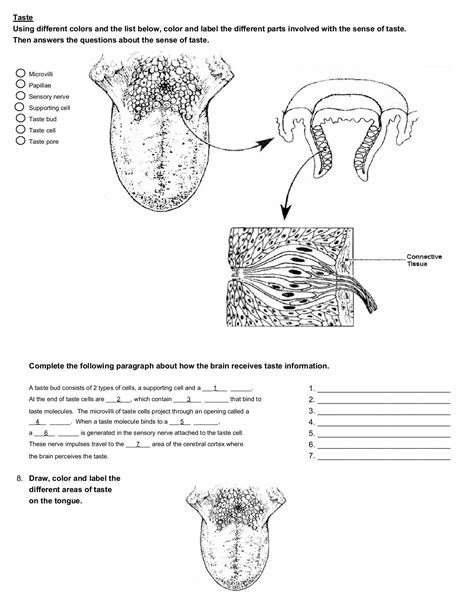 Special Senses Anatomy Answers Kindle Editon