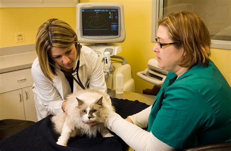 Specialty Vet Buffalo Grove: Your Guide to Exceptional Pet Care