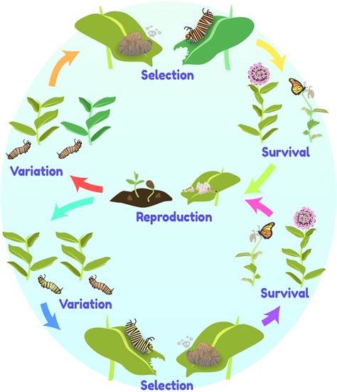 Species Selection: