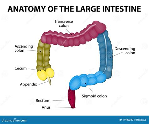 Speculum Britannicum Or a View of the Miseries and Calamities Successively Brought Upon Great Britain by Intestine Divisions in the Last and Present Centuries by an Englishman Doc