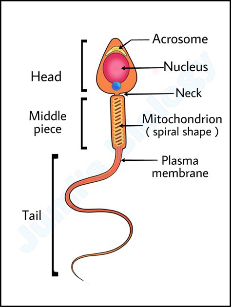 Sperm Biology PDF