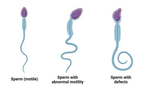 Sperm Biology PDF