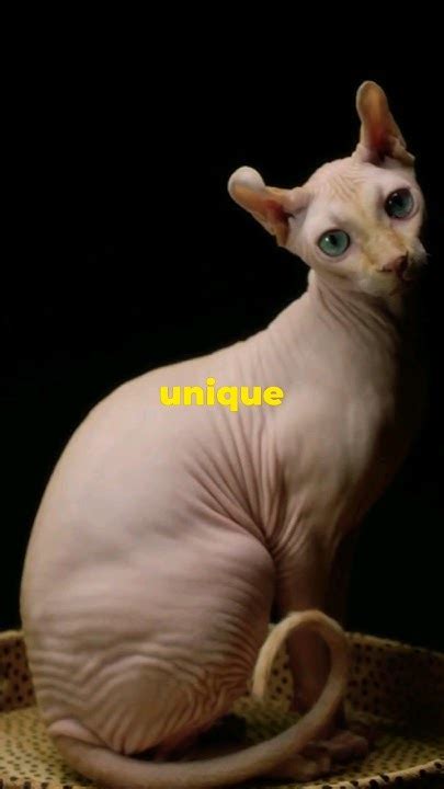 Sphynx: The Hairless Wonder