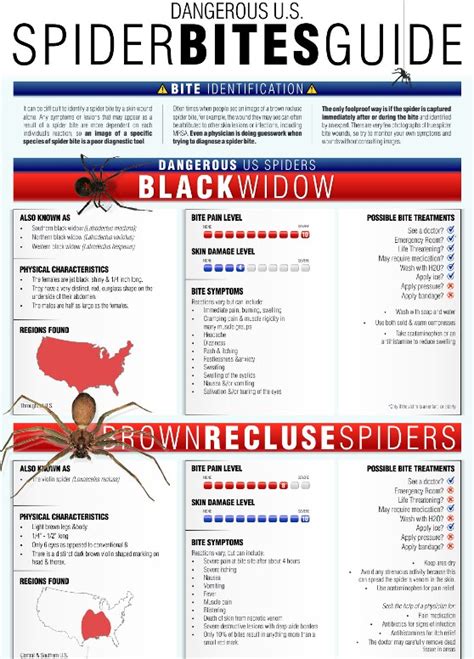 Spider Bite Singapore: A Comprehensive Guide to Recognition, Treatment, and Prevention