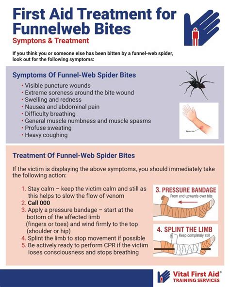 Spider Bite Singapore: What You Need to Know