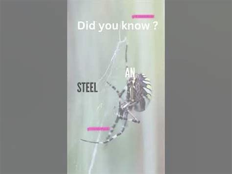 Spider-Silk: The Unbreakable Thread of Innovation