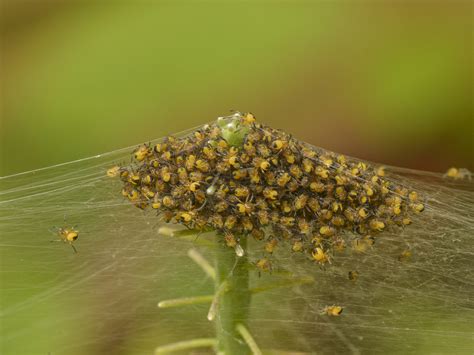 Spiderlings