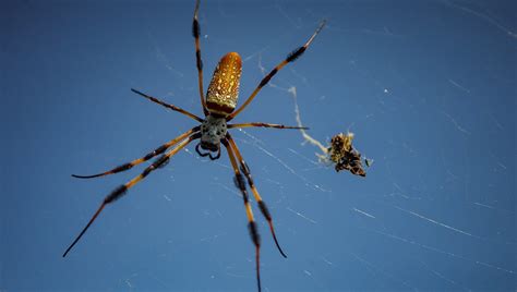 Spiders' Season in Retrospect