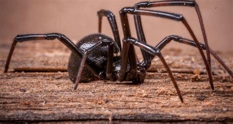 Spiders Dropped on Farms: A Novel Pest Control Solution