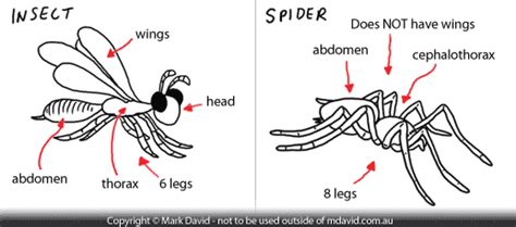 Spiders vs. Insects for Protein: The Bug Battle of 2025