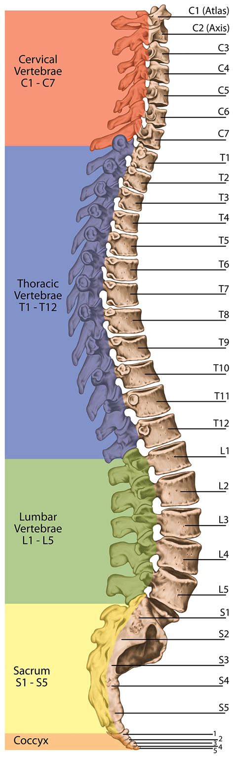 Spine Number Chart