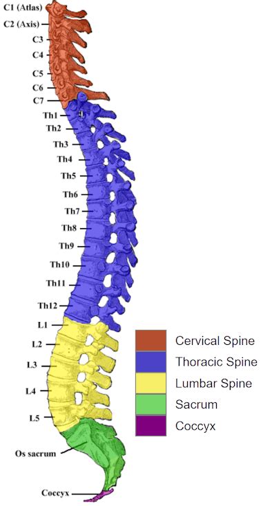 Spine Numbering Chart