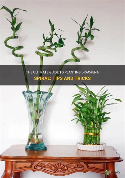 Spiral Plant Clipping: The Ultimate Guide to This Advanced Plant Care Technique