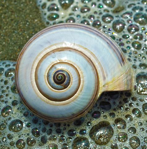 Spiral shell: