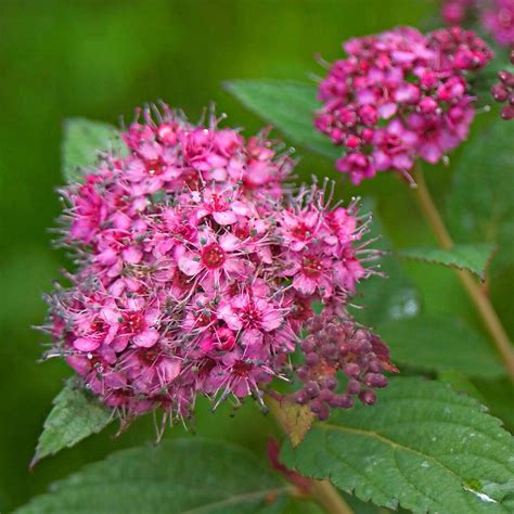 Spirea Fertilizer Requirements: A Complete Guide