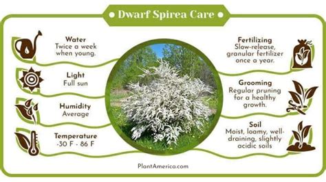 Spirea Fertilizer Requirements: A Comprehensive Guide