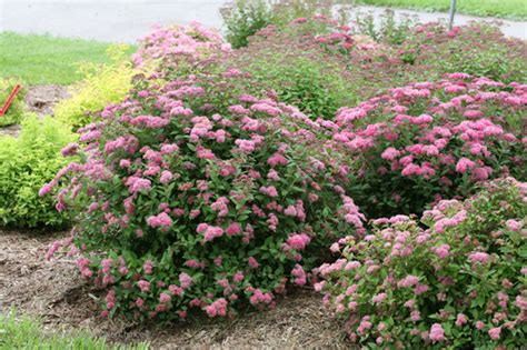 Spirea Fertilizer Requirements: A Comprehensive Guide to Nourishing Your Blooms