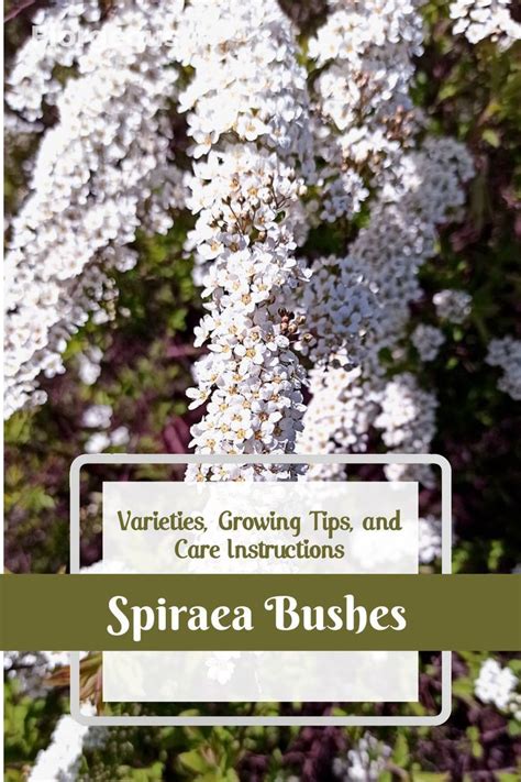 Spirea Fertilizer Requirements: A Comprehensive Guide to Nurturing Your Shrubs