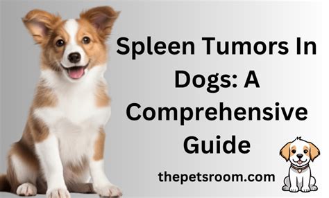 Spleen Cancer in Dogs: An Overview