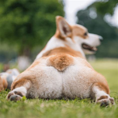 Sploot: The Doggy Downward Dog