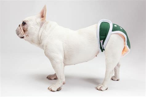 Spoil Your Senior Pup: All You Need to Know About Male Dog Diapers