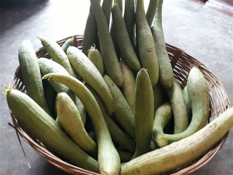 Sponge Gourd: A Versatile and Health-promoting Vegetable