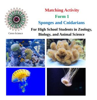 Sponges And Cnidarians Worksheet Answers Reader