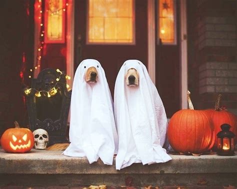 Spooktacular Small Dog Halloween Costumes: Embrace the Canine Cuties