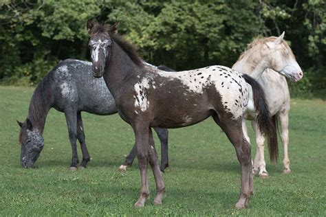 Spotted Horses Reader