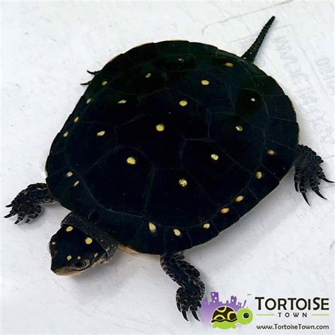 Spotted Turtle for Sale: Find Your Captivating Companion