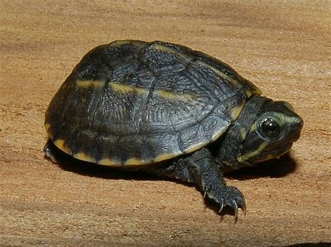 Spotted Turtle for Sale: Your Guide to Finding and Buying a Captive-Bred Turtle