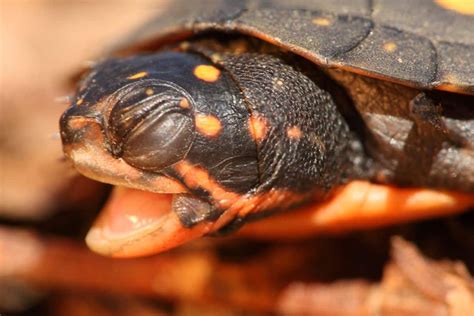 Spotted Turtles for Sale: Your Ultimate Guide to Captive Care and Conservation