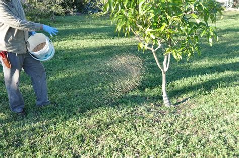 Spread the fertilizer evenly around the base of the tree.