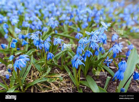 Spring (late March-early April):