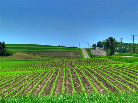 Spring Crops