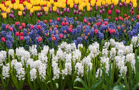 Spring Plants