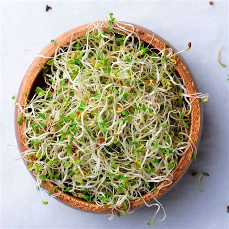 Sprout Your Way to Health: A Comprehensive Guide to Growing and Consuming Sprouts