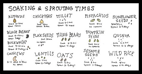 Sproutieeeee: The Ultimate Guide to the Benefits, Varieties, and How-to's of Sprouting