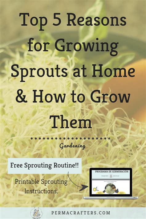 Sprouting: A Guide to Growing Nutrient-Rich Food at Home