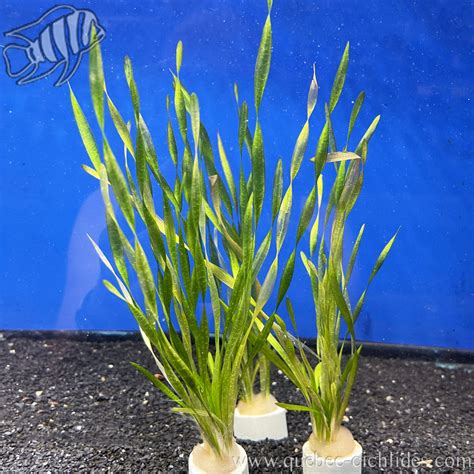 Spruce Up Your Aquarium with the Easy-Care Elegance of Vallisneria